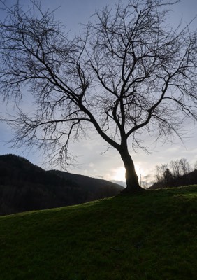  Tree in Obermünstertal in December 