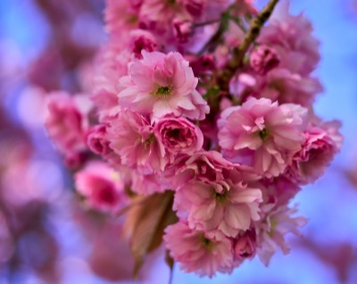  Cherry Blossom bloom 