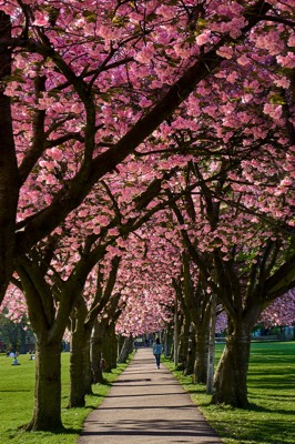  The Meadows in Cherry Blossom bloom 