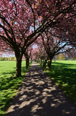  The Meadows in Cherry Blossom bloom 