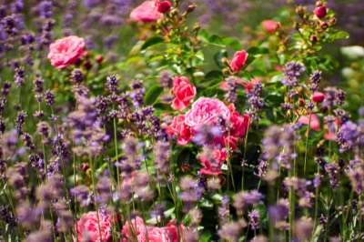  Castle Garden, Lavender and Roses 