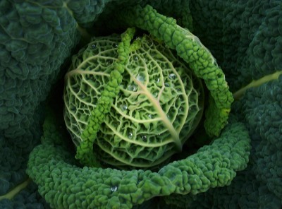  Inverewe Garden, savoy cabbage 
