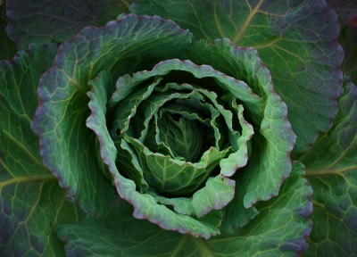  Inverewe Garden, cabbage 