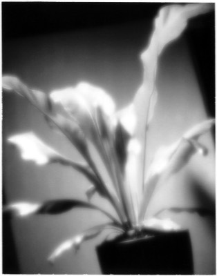  Polaroid Proof of a Plant 