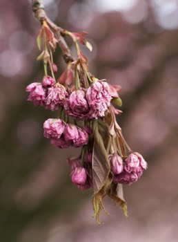Cherry blossom Vanitas