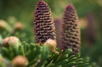 Pine cone (RBGE)