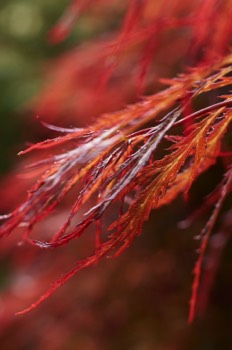 Red maple (RBGE)