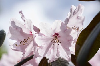 Rhododendron (RBGE)