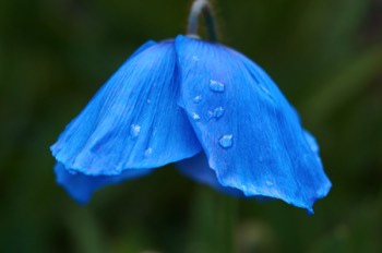 Blue Poppy (RBGE)
