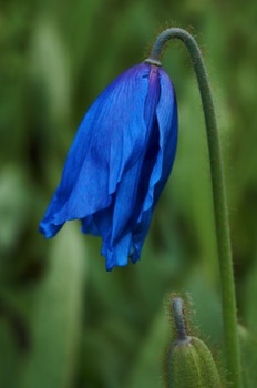 Blue Poppy (RBGE)