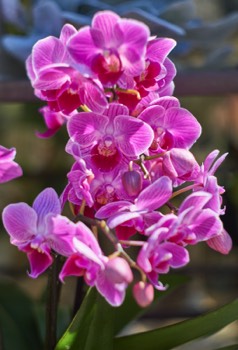 Orchid (Helios)