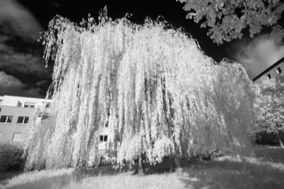  Weeping willow 