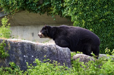  Spectacled bear 