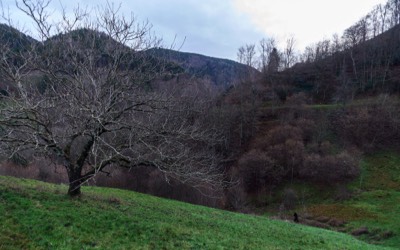  Tree in Obermünstertal in December 