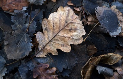  Foliage, Obermünstertal in December 