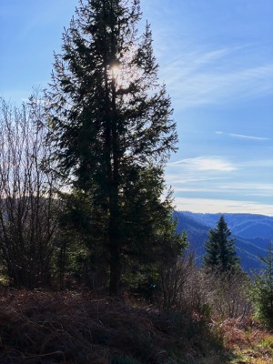  Lone tree, Pfauen, Oberprechtal 