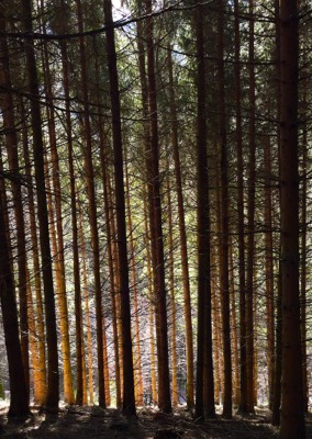  Forest, Pfauen, Oberprechtal 