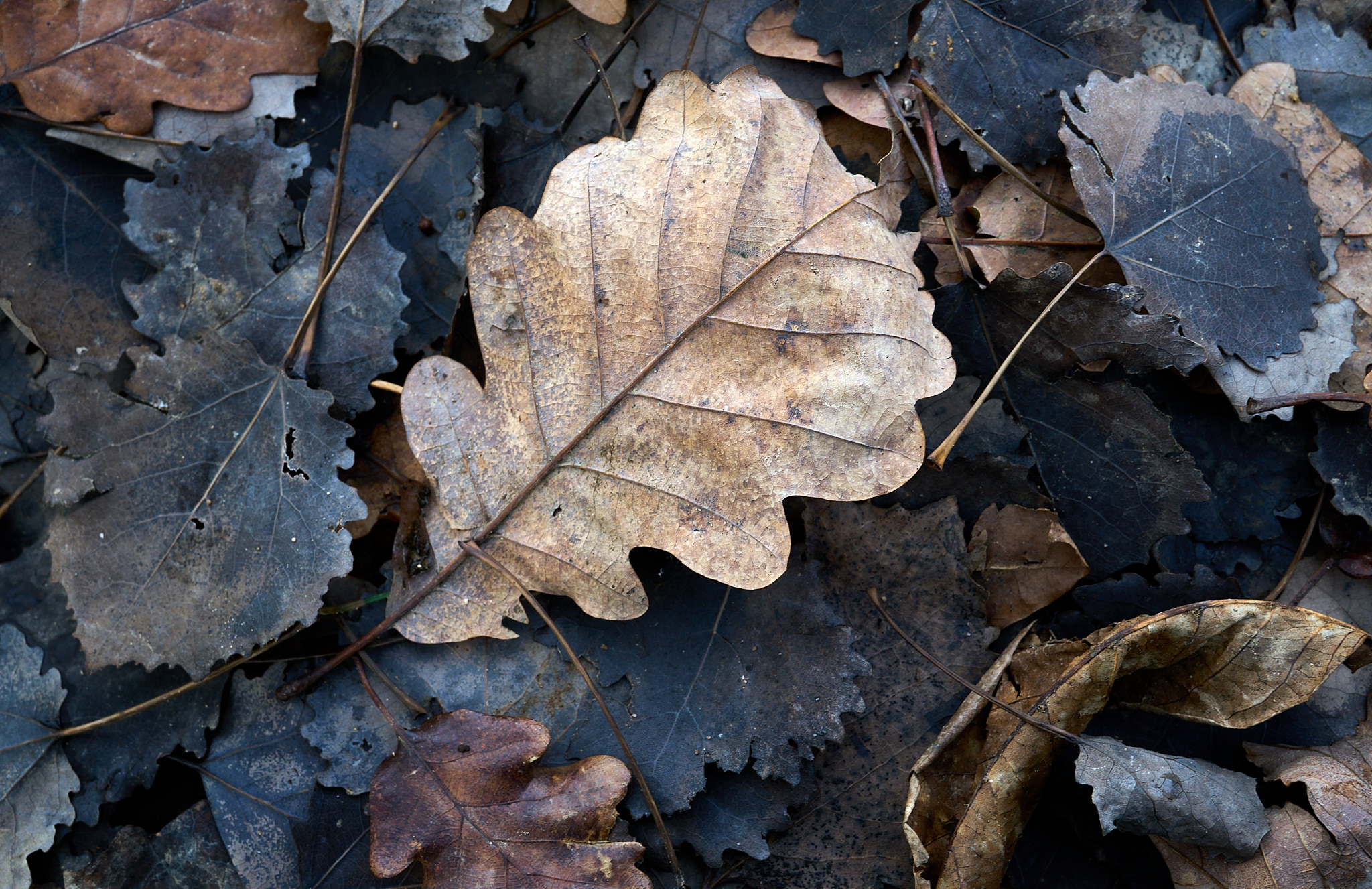  Foliage, Obermünstertal in December 