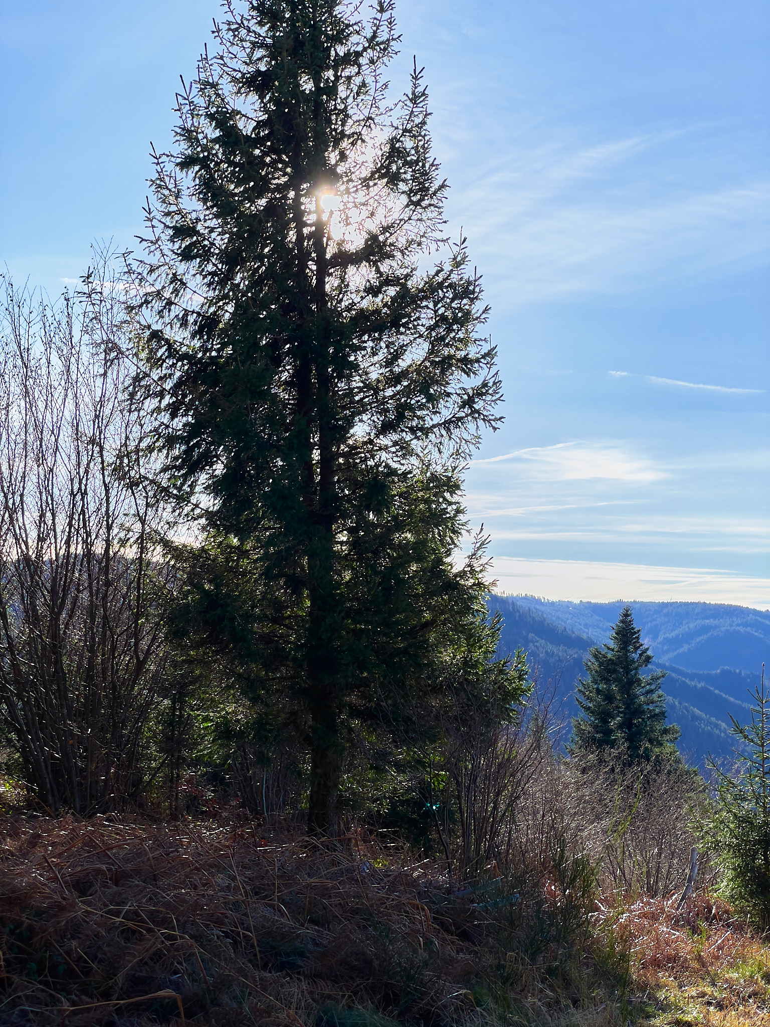  Lone tree, Pfauen, Oberprechtal 