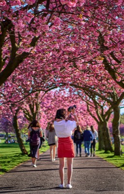  The Meadows in Cherry Blossom bloom 