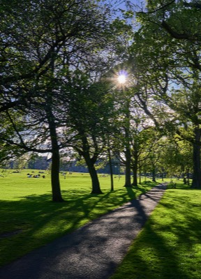  The Meadows 