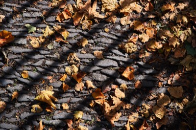  Leaves at Princes Street Gardens 