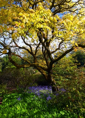  Royal Botanical Garden 