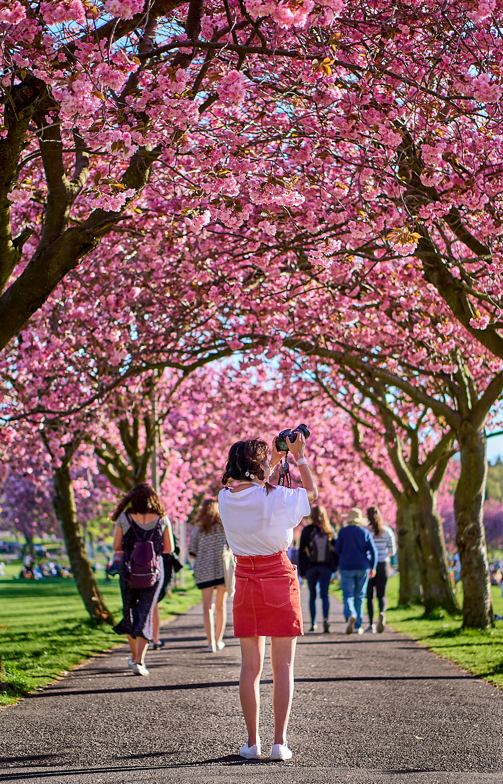  The Meadows in Cherry Blossom bloom 