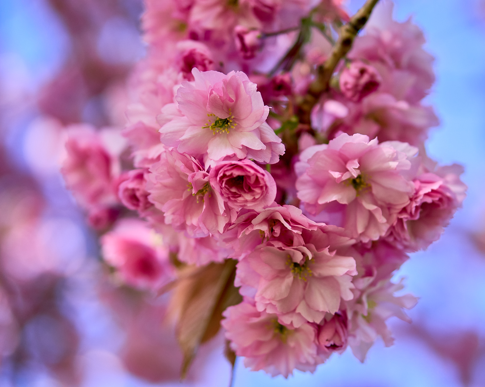  Cherry Blossom bloom 