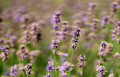  Castle Garden, Lavender 