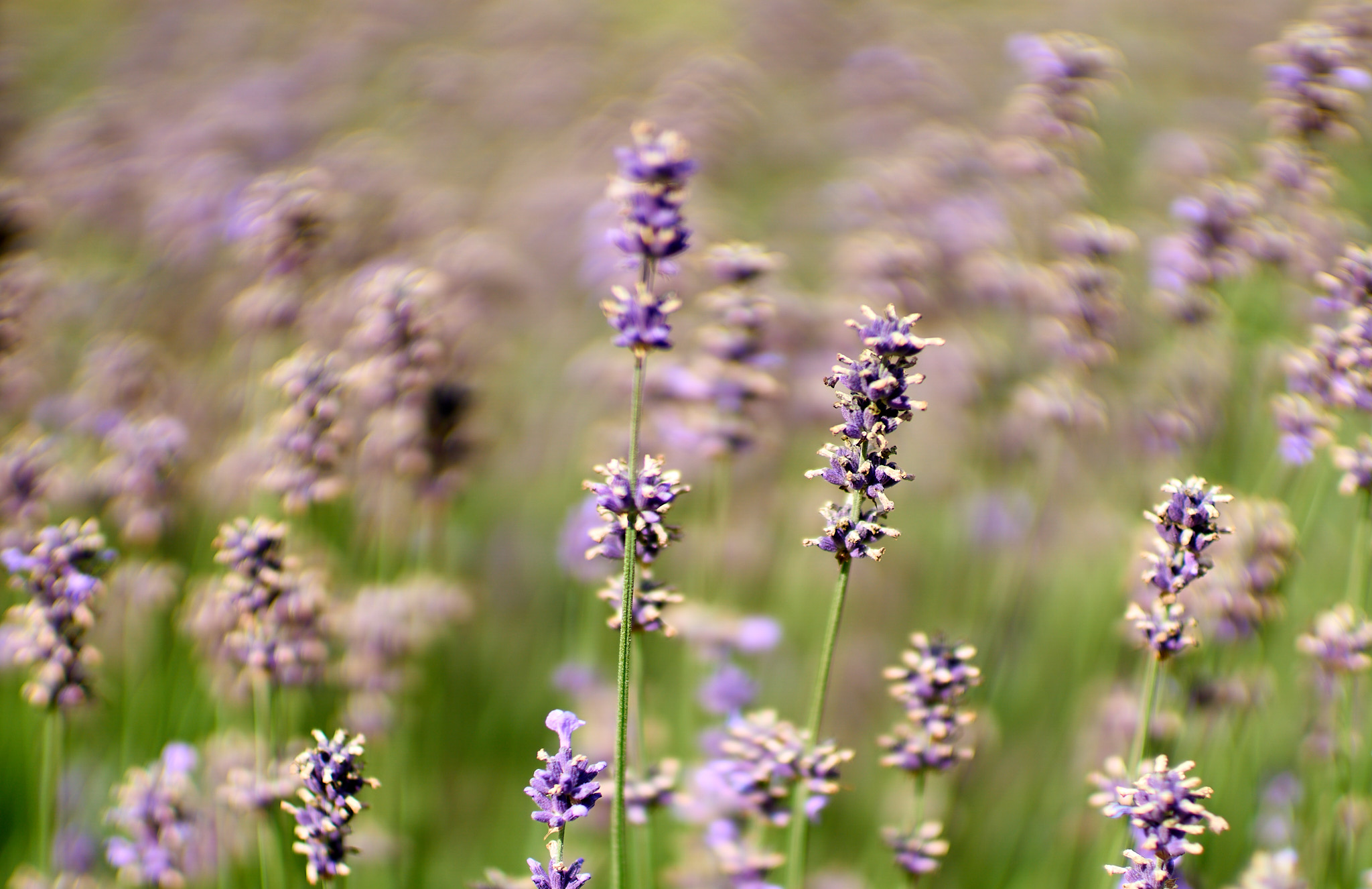  Castle Garden, Lavender 