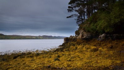  Inverewe Garden, Poolewe, West Coast 