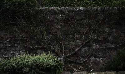  Inverewe Garden, Poolewe, West Coast 
