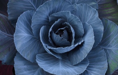  Inverewe Garden, cabbage 