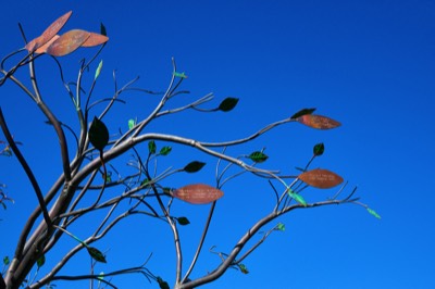  Inverness Botanical Garden 