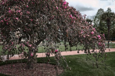  Edinburgh Botanical Garden 