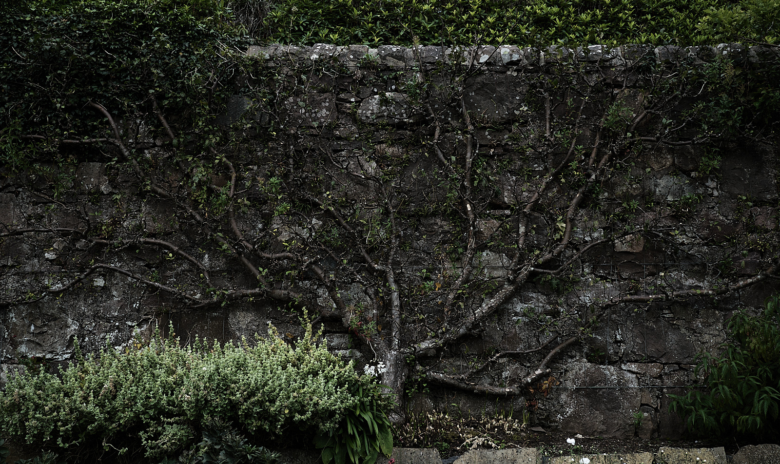  Inverewe Garden, Poolewe, West Coast 