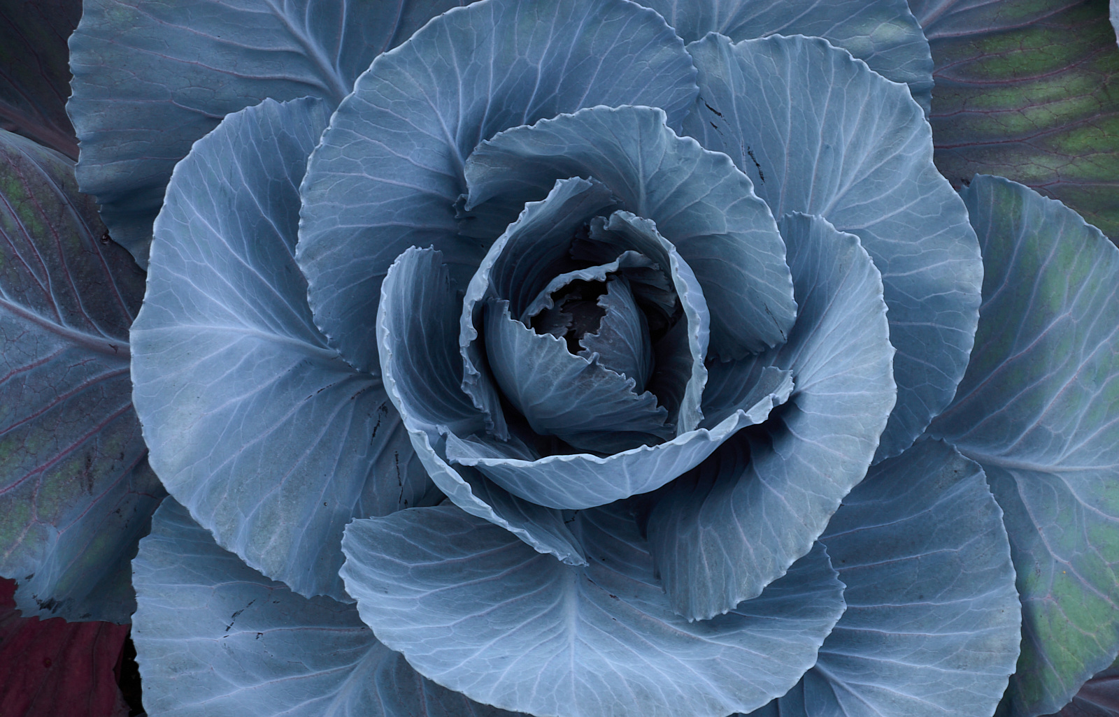  Inverewe Garden, cabbage 