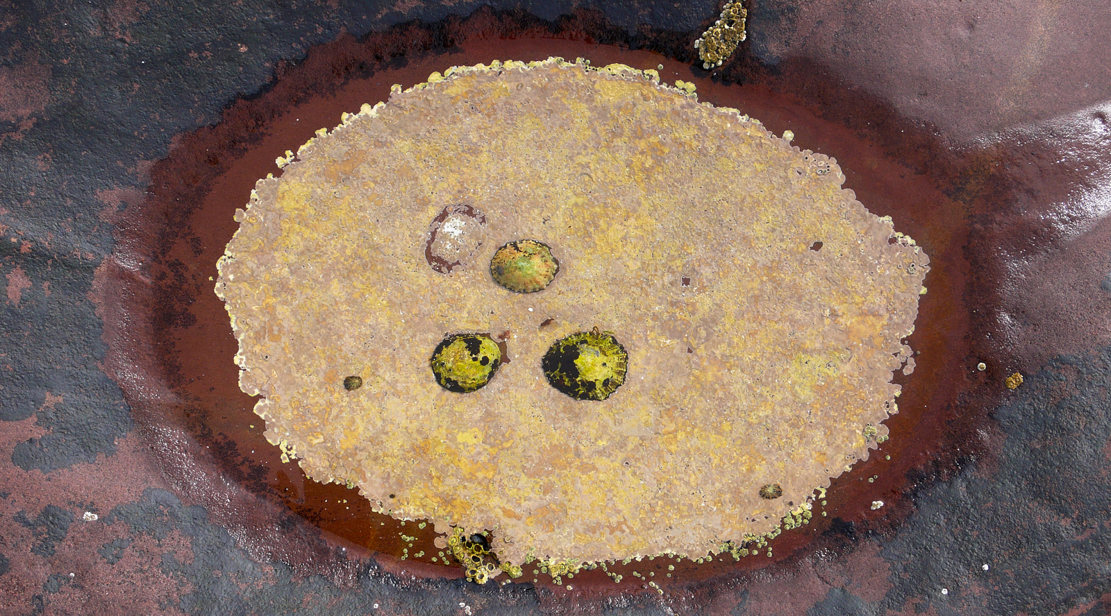  Mussels at Balchladich beach 