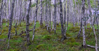  Trees, Glen Strathfarrar 