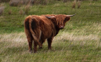  A real Highlander 