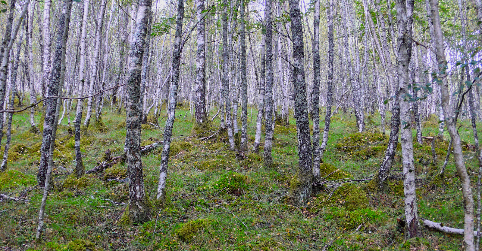  Trees, Glen Strathfarrar 