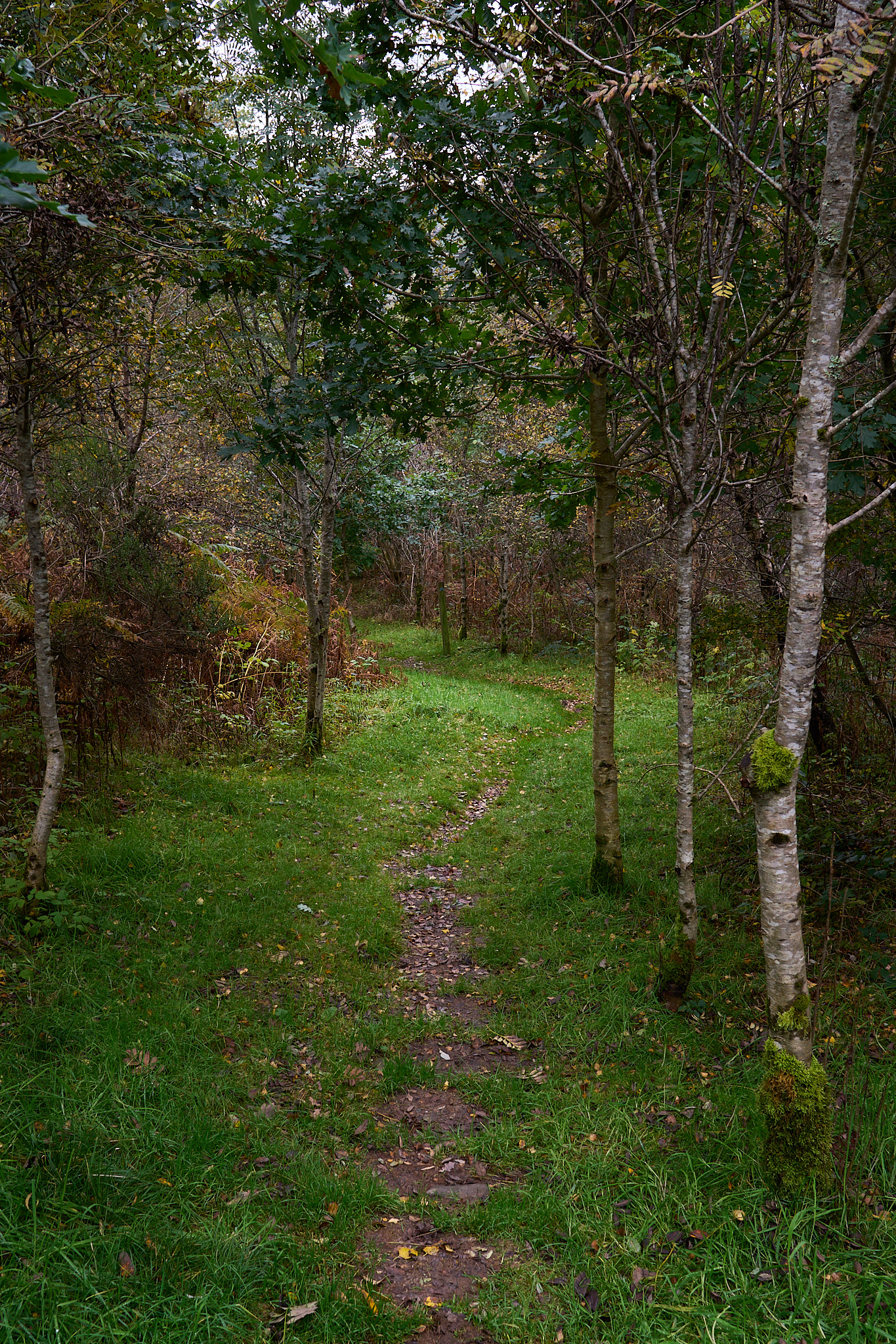  Near Kilmahog, Trosschs 