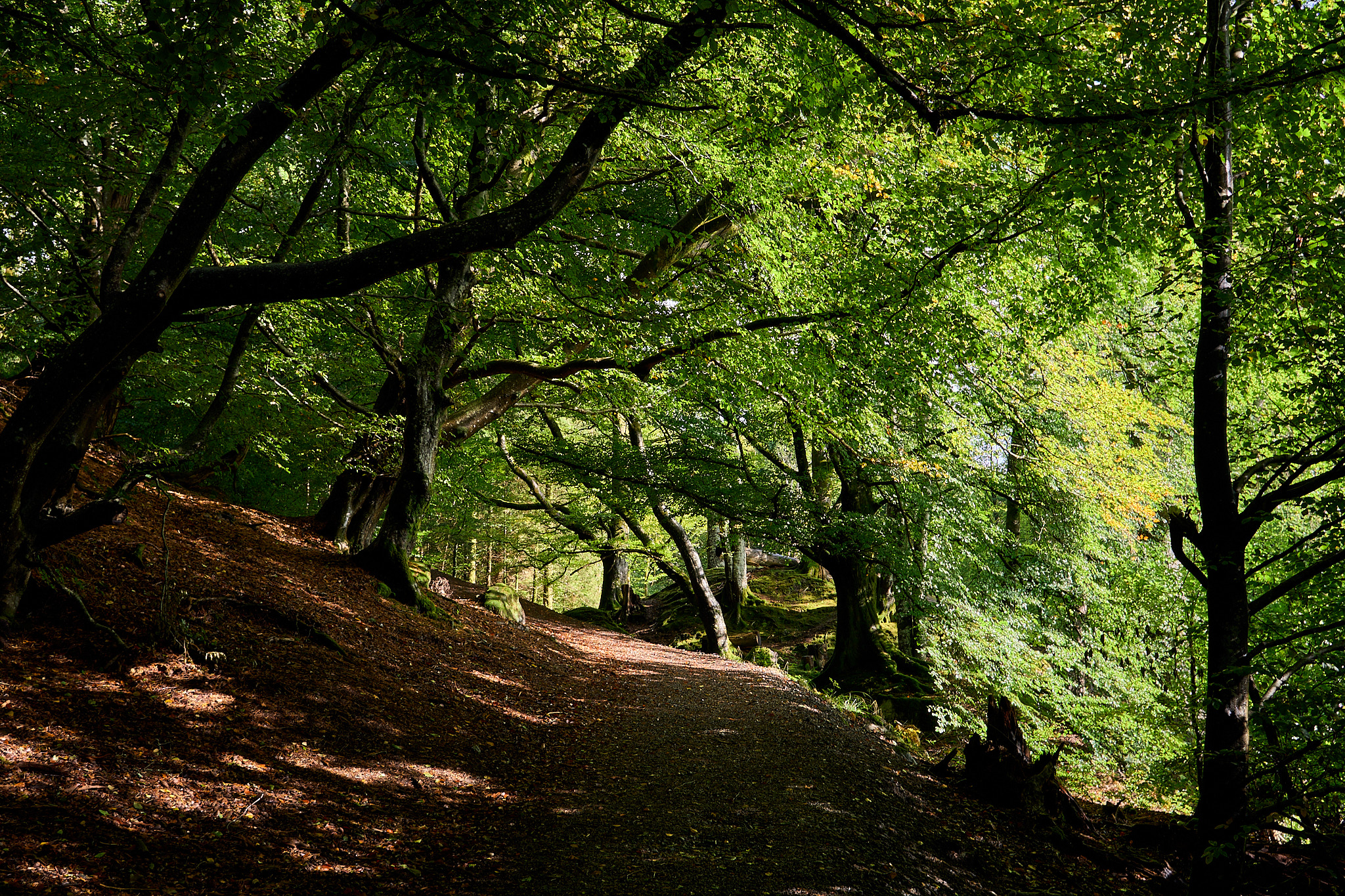  Path to Bracklinn Falls, Callander, Trossachs 