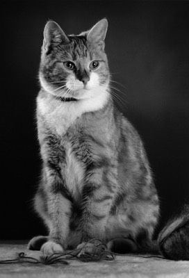 A Cat 
