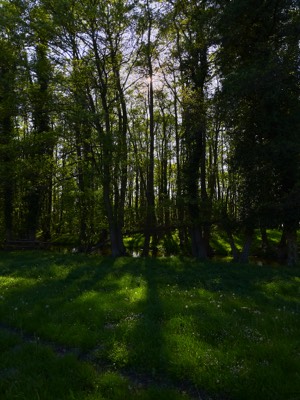 Forest Gothensee 