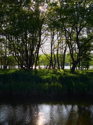  Forest Gothensee 