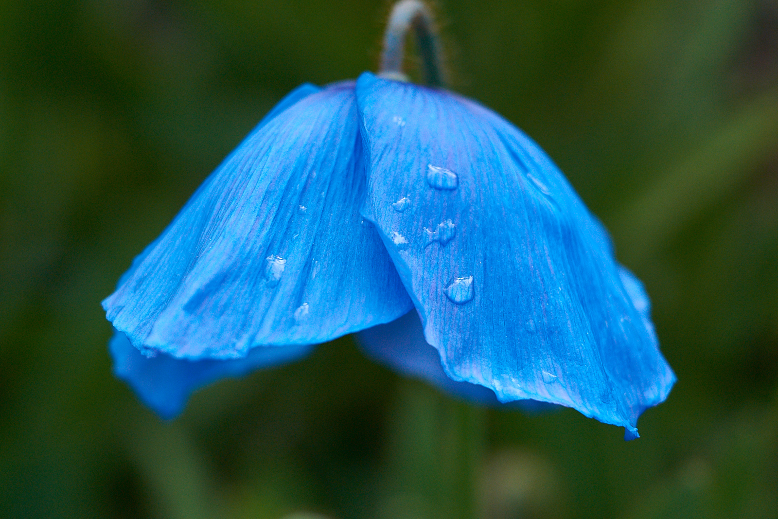 Blue Poppy (RBGE)