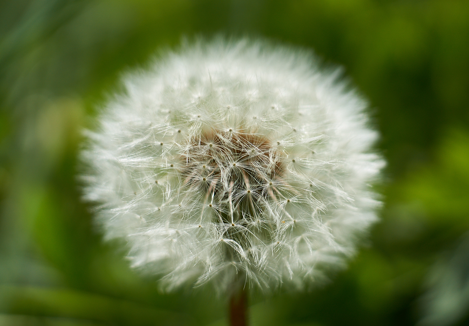 Dandelion