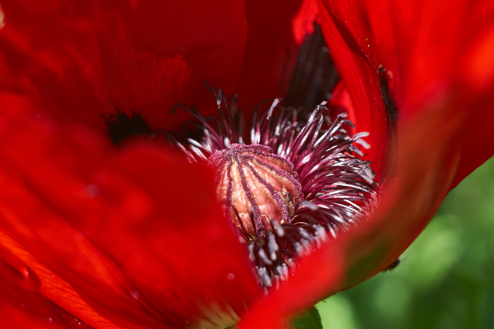 Poppy (Helios)